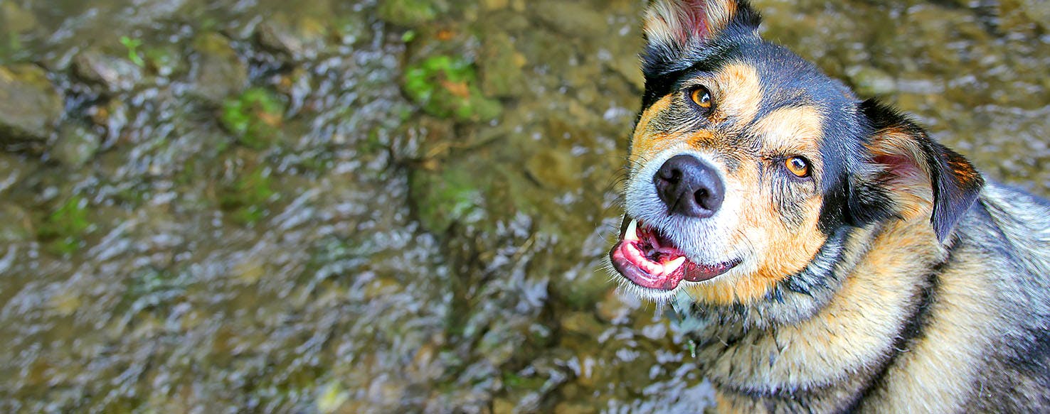 Dog Names Meaning Water Popular Male and Female Names Wag!